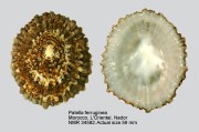 Patella ferruginea